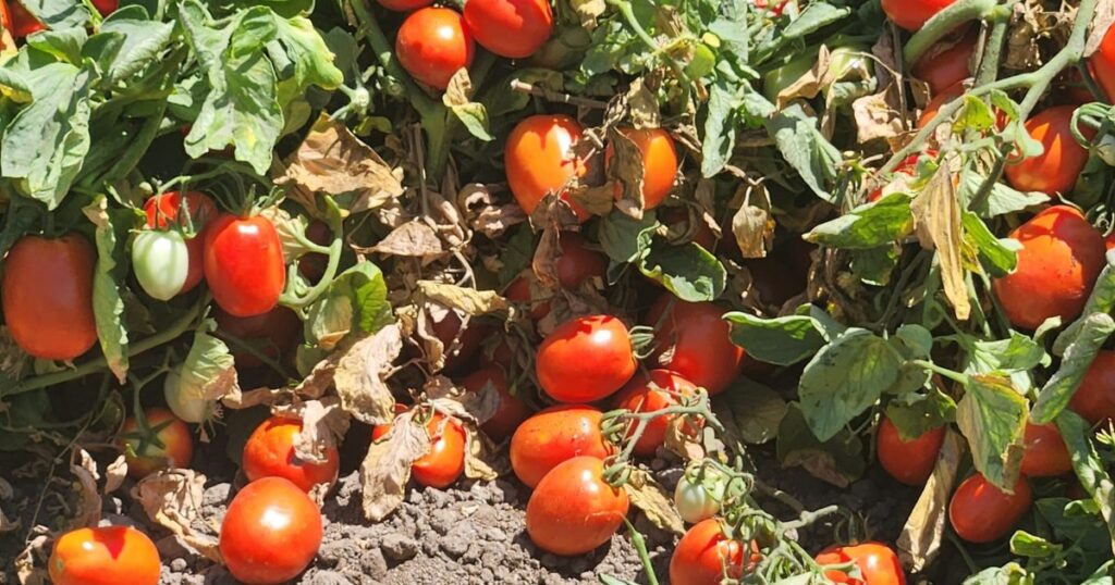 el tomate subió 105%, la lechuga 73,1% y el cuadril un 8,5%