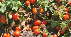 el tomate subió 105%, la lechuga 73,1% y el cuadril un 8,5%