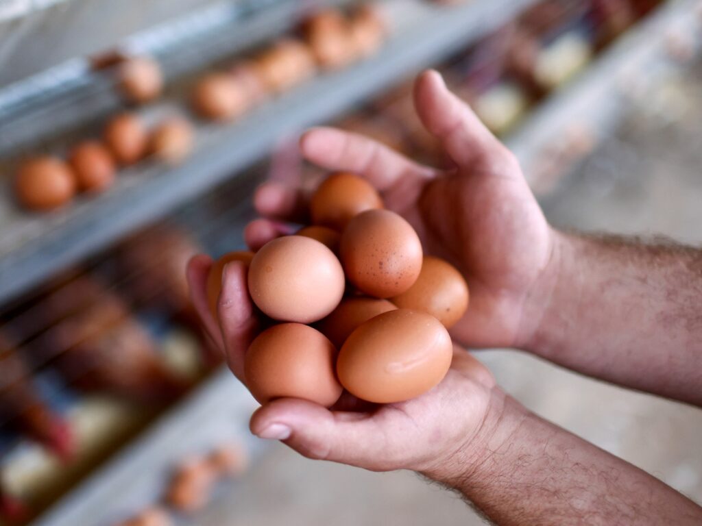 Precios exorbitantes, contrabando y gallinas alquiladas: la situación de los huevos en Estados Unidos.