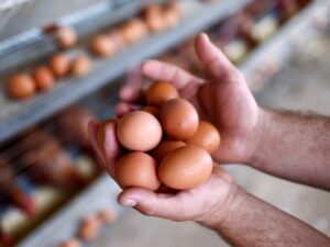 Precios exorbitantes, contrabando y gallinas alquiladas: la situación de los huevos en Estados Unidos.