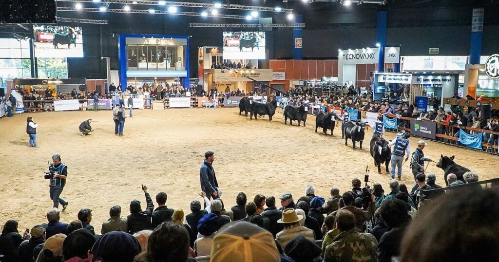 Angus volvió a brillar en la "catedral” de la ganadería