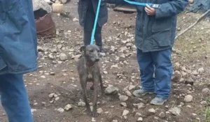 Rescatan una perra víctima de maltrato tras un allanamiento en Badén 3