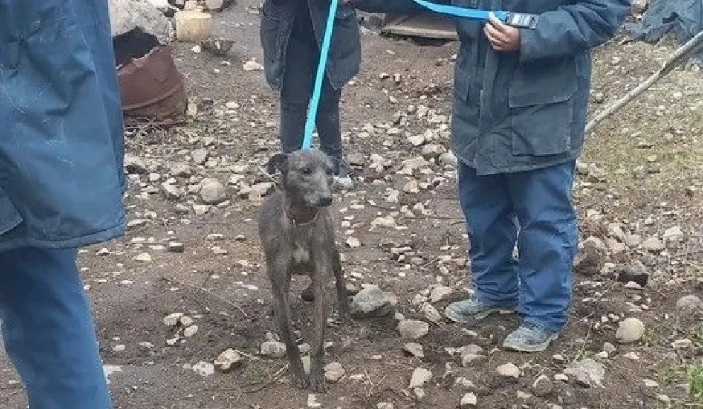 Rescatan una perra víctima de maltrato tras un allanamiento en Badén 3
