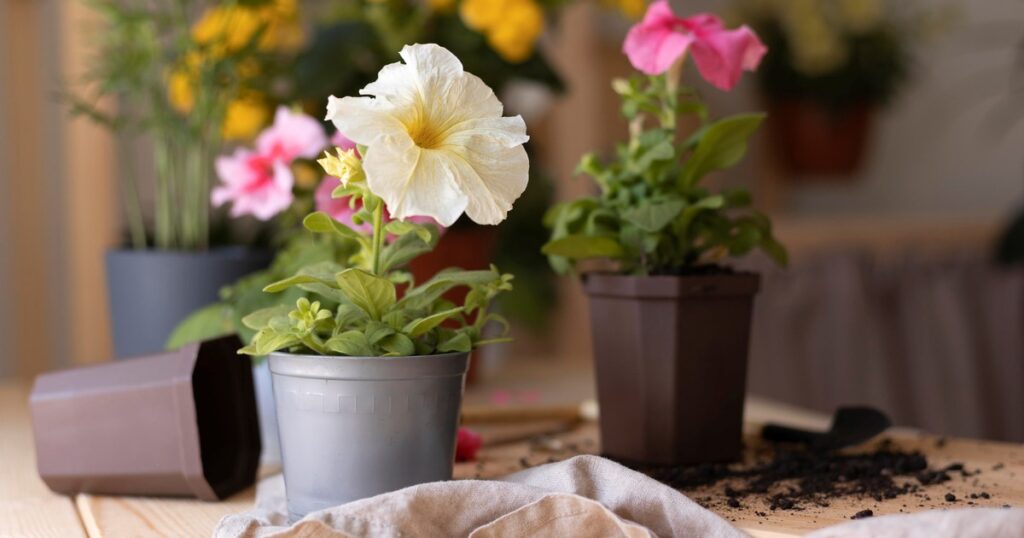 florece durante todo el invierno y es de bajo mantenimiento