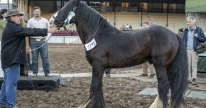 conocé al caballo gitano que es ideal para hacer terapias con niños