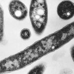 Aumenta a 6 el número de muertos y 34 infectados por virus desconocido.