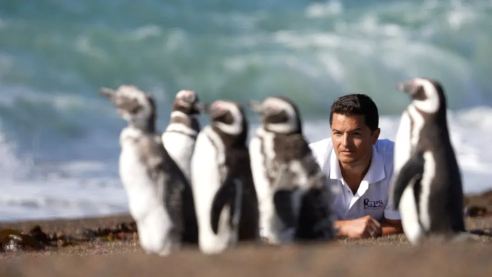 Se estrena a nivel nacional "El Señor de los Pingüinos", el documental dirigido por el chubutense Damián Martínez