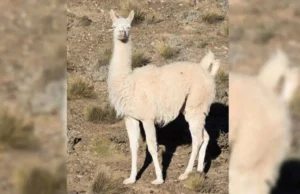 Un guanaco albino fue visto cerca de Comodoro