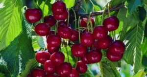 Cuáles son las propiedades del capulín que lo hacen una fruta ideal para la salud