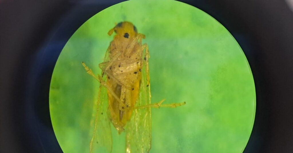La chicharrita sigue en retirada y el maíz temprano toma envión