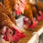 El mejor fertilizante orgánico para el cultivo de aguacate.