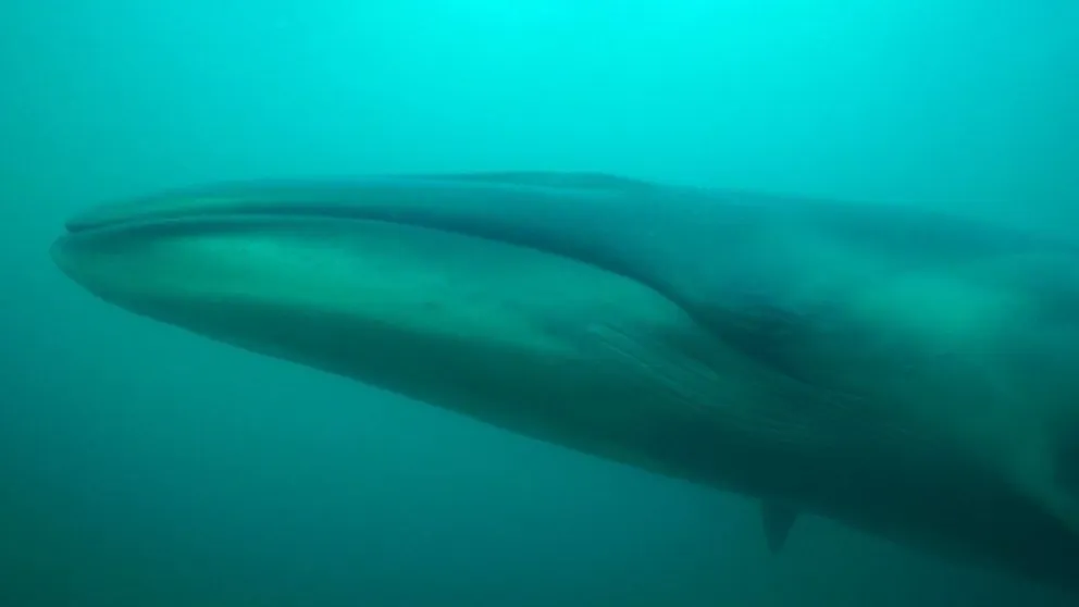Buscan impulsar el avistaje de ballenas sei en Comodoro