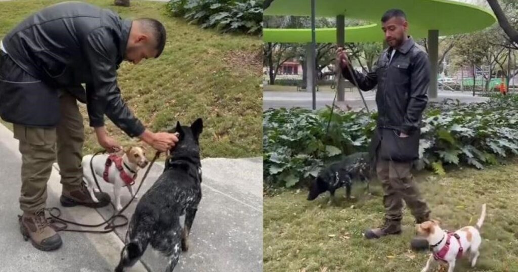 “Si tu perro te monta constantemente quiere decir que necesita más actividad para liberar estrés”