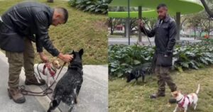 “Si tu perro te monta constantemente quiere decir que necesita más actividad para liberar estrés”