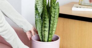 Por qué hay que poner sal gruesa en la tierra de la lengua de suegra