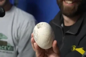 Científicos del Conicet hallaron un nido de huevos de dinosaurio carnívoro en Río Negro