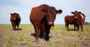 ¿Qué tan lejos estamos del pico histórico de precios del ganado del año 2022?