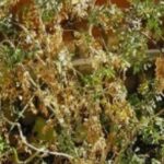 El significado de encontrar una planta de ruda seca en tu jardín según el Feng Shui.