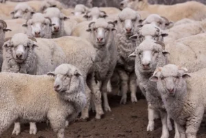 Chubut define medidas para frenar la sarna ovina