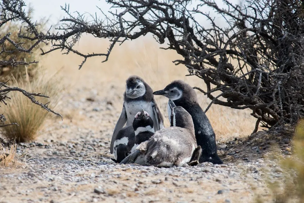El CONICET transmite las 24hs en vivo y de manera gratuita la vida reproductiva de los pingüinos desde Chubut