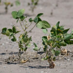 Utilice este título Prorrogan la emergencia agropecuaria por sequía en el norte de Santa Fe y cree en base a ese titulo original un titulo nuevo, preciso, comprensible y que no pierda relacion con el titulo original. Necesito que me devuelvas solo y nada mas que el titulo nuevo.