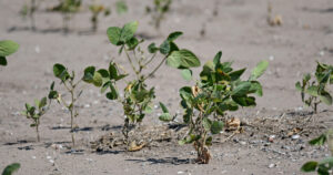 Prorrogan la emergencia agropecuaria por sequía en el norte de Santa Fe