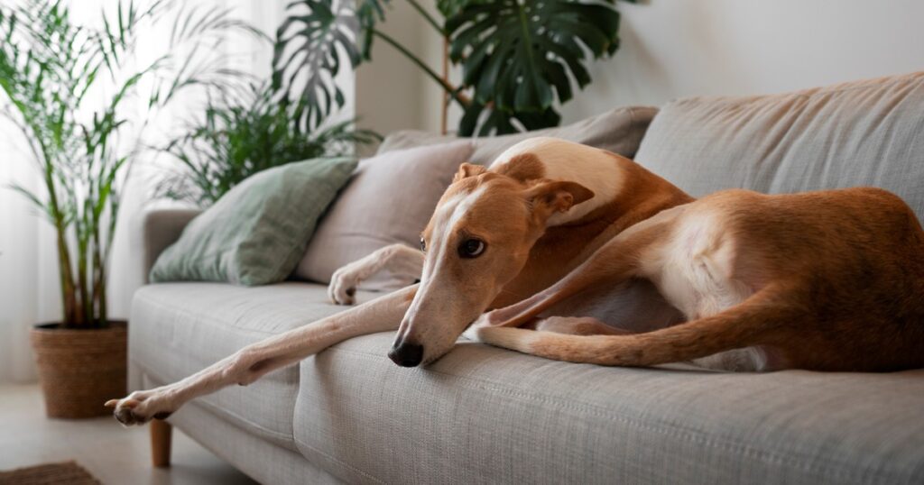 el servicio gratuito del Instituto Pasteur para despedirla sin gastar fortuna