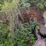 Utilice este título the jaguar that survived extinction in the Chaco Impenetrable y cree en base a ese titulo original un titulo nuevo, preciso, comprensible y que no pierda relacion con el titulo original. Necesito que me devuelvas solo y nada mas que el titulo nuevo.