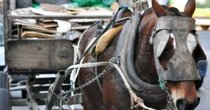 tolerancia cero para la tracción a sangre en un municipio bonaerense