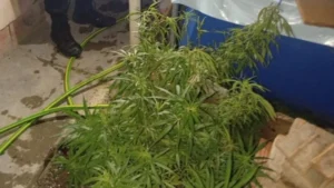 Cosechaba marihuana en el techo de su casa y su madre lo denunció