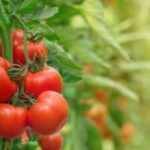 Utilice este título Investigadores inventan un sistema para cultivar tomates usando la mitad de agua y fertilizantes y cree en base a ese titulo original un titulo nuevo, preciso, comprensible y que no pierda relacion con el titulo original. Necesito que me devuelvas solo y nada mas que el titulo nuevo.