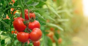 Investigadores inventan un sistema para cultivar tomates usando la mitad de agua y fertilizantes