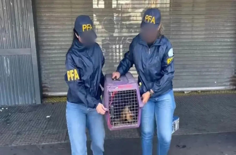 Rescatan a un mono caí en peligro de extinción en Retiro