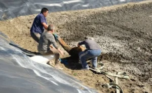 Rescataron un guanaco que cayó en un piletón cloacal en Puerto Pirámides
