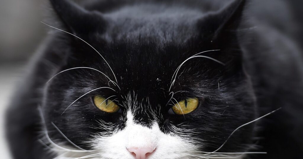 "Será extrañado con gran dolor"