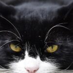 Utilice este título “Será extrañado con gran dolor” y cree en base a ese titulo original un titulo nuevo, preciso, comprensible y que no pierda relacion con el titulo original. Necesito que me devuelvas solo y nada mas que el titulo nuevo.