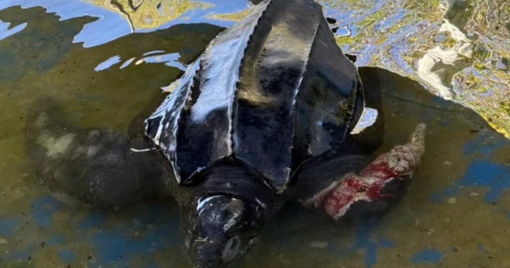 apareció varada en la rompiente, agonizó durante un día y murió