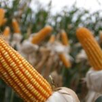 Utilice este título energía y alimentos, una nueva oportunidad y cree en base a ese titulo original un titulo nuevo, preciso, comprensible y que no pierda relacion con el titulo original. Necesito que me devuelvas solo y nada mas que el titulo nuevo.