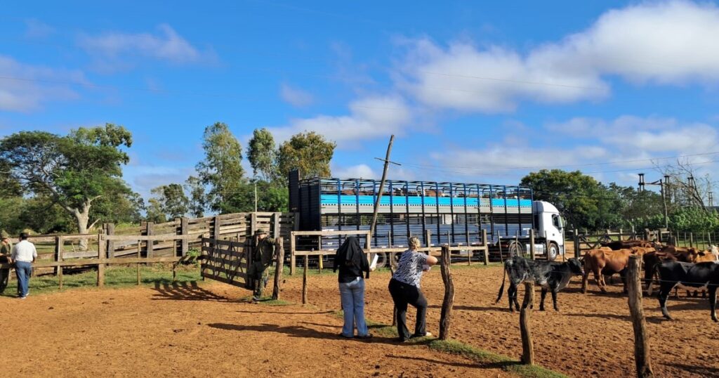 tras dos meses de incertidumbre y decenas de animales muertos de hambre, habilitaron el traslado de más 180 cabezas de ganado robado