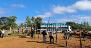 tras dos meses de incertidumbre y decenas de animales muertos de hambre, habilitaron el traslado de más 180 cabezas de ganado robado