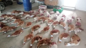 Allanamientos en Camarones: secuestran armas y más de 300 kilos de carne de guanaco