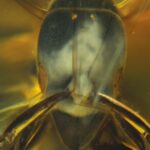 Utilice este título Descubren una especie de hormiga hallada en ámbar que tiene 16 millones de años y cree en base a ese titulo original un titulo nuevo, preciso, comprensible y que no pierda relacion con el titulo original. Necesito que me devuelvas solo y nada mas que el titulo nuevo.