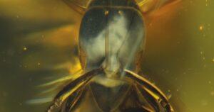 Descubren una especie de hormiga hallada en ámbar que tiene 16 millones de años