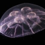 Utilice este título Descubrieron una nueva y fascinante especie de medusa luna y cree en base a ese titulo original un titulo nuevo, preciso, comprensible y que no pierda relacion con el titulo original. Necesito que me devuelvas solo y nada mas que el titulo nuevo.