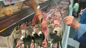 Entre el pragmatismo del bolsillo y la tradición: ¿Qué piensan los comodorenses de la carne de burro?