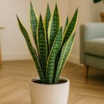 Utilice este título Para qué sirve rociar vinagre en la lengua de suegra y por qué recomiendan hacerlo y cree en base a ese titulo original un titulo nuevo, preciso, comprensible y que no pierda relacion con el titulo original. Necesito que me devuelvas solo y nada mas que el titulo nuevo.