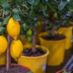 Utilice este título Por qué recomiendan enterrar restos de pescado en la tierra del árbol limonero y para qué sirve y cree en base a ese titulo original un titulo nuevo, preciso, comprensible y que no pierda relacion con el titulo original. Necesito que me devuelvas solo y nada mas que el titulo nuevo.