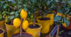 Por qué recomiendan enterrar restos de pescado en la tierra del árbol limonero y para qué sirve
