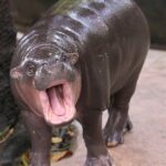 Utilice este título Se reveló la sanción que recibió un hombre por ingresar ilegalmente al recinto de Moo Deng, la famosa hipopótama de Tailandia y cree en base a ese titulo original un titulo nuevo, preciso, comprensible y que no pierda relacion con el titulo original. Necesito que me devuelvas solo y nada mas que el titulo nuevo.