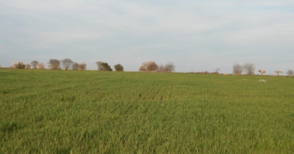 ¿podés encontrar al aguilucho en menos de 30 segundos?